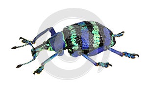 Blue weevil photo