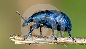 Blue Weevil on a Twig