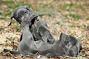 Blue Weimaraner Puppies