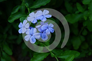 Blue West Indian periwinkle flower, catharanthus roseus