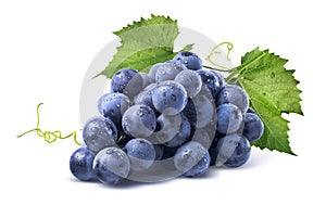 Blue wet grapes bunch on white background