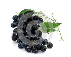 Blue wet Isabella grapes bunch isolated on white background as package design element