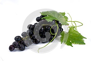 Blue wet Isabella grapes bunch isolated on white background as package design element