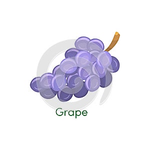 Blue wet isabella wine grapes bunch isolated on white background. Design element for app game or UI website. Grapes