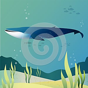 Blue whale