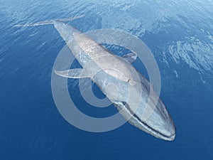 Blue Whale