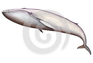 Blue whale albino great illustration isolate art realistic.