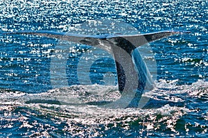 Blue Whale Breaching photo