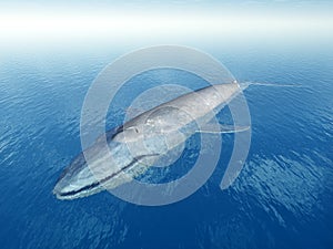 Blue Whale