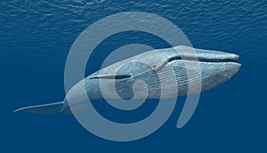 Blue Whale