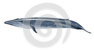 Blue whale