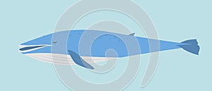 Blue Whale