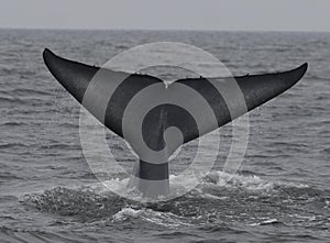 Blue Whale Fluke