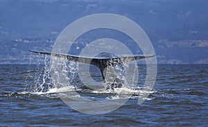 Blue Whale Fluke photo