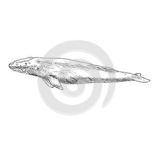Blue Whale, hand drawn doodle, sketch, vector outline illustration
