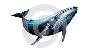 Blue Whale Illustration