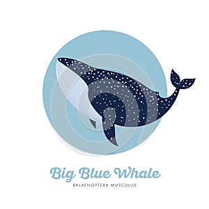 Blue whale illustration. Blue Whale in specks in the blue circle.
