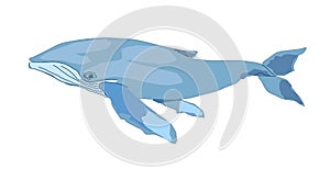 Blue whale isolated on white backgrount. vector illustration