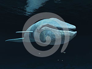 Blue whale in the open sea
