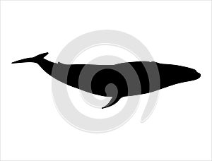 Blue whale silhouette vector art white background