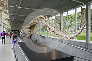 Blue Whale skeleton in museum