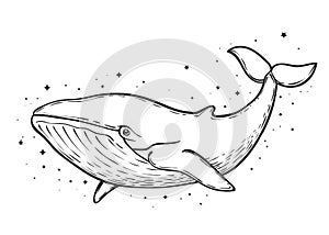 Blue whale and stars art work, vector illustration