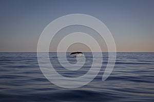 blue Whale submerging into the blue water