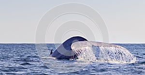 Blue whale on the surface of the water, showing fluke at Azores