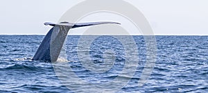 Blue whale on the surface of the water, showing fluke at Azores