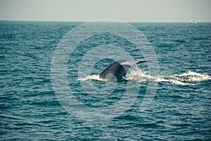 Blue whale tail diving deep, indian ocean. Wildlife nature background. Tourist impression. Adventure travel, tourism industry. Mir