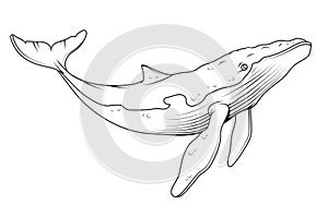 Blue whale. Vector illustration of a sketch largest sea animal. Marine mammal. Endangered sea species