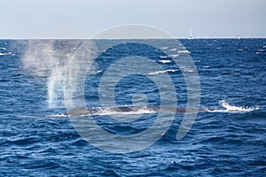 Big blue whale spouting water photo
