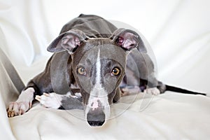 Blue whippet looking straight