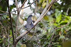 Blue - whistling Thrush