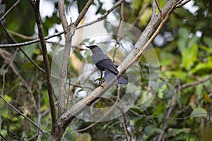 Blue - whistling Thrush