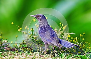 Blue whistling Thrush