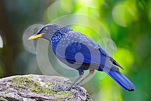 Blue Whistling Thrush