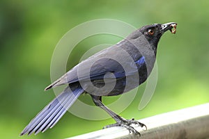 Blue Whistling Thrush