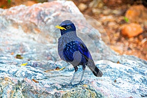 Blue Whistling Thrush Myophonus caeruleus.