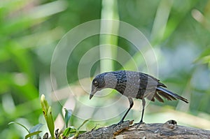 Blue Whistling Thrush Myophonus caeruleus bird