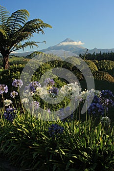 Blue and white agapanthus flowers with Mount Taranaki in background