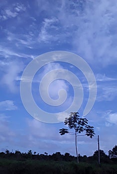 Blue with white in all its variations photo