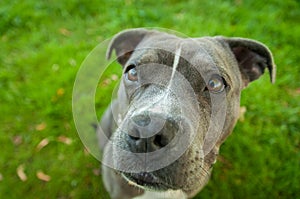Blue and white american pit bull terrier wide angle