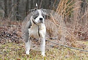 Blue and White American Pitbull Terrier bulldog dog outside on leash