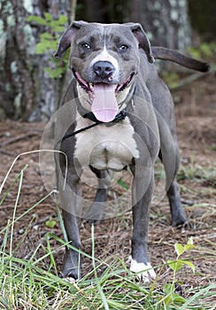 Blue and white American Pitbull Terrier dog