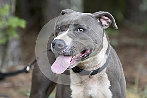 Blue and white American Pitbull Terrier dog