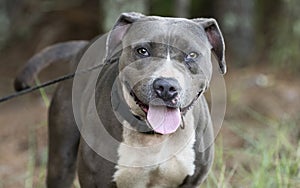 Blue and white American Pitbull Terrier dog wagging tail