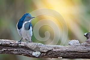 Blue and white bird.