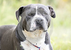 Blue and white bluenose Pit bull Terrier bulldog