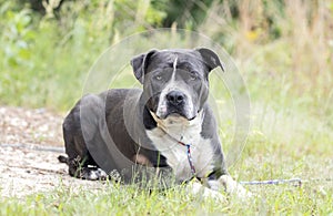 Blue and white bluenose Pit bull Terrier bulldog laying down outside